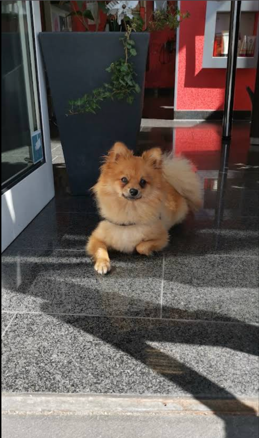 Kleiner flauschiger Hund entspannt im sonnigen Eingangsbereich des Salons